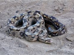 Boa Constrictor